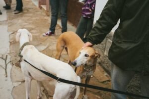 Galgo espanhol