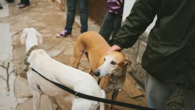 Galgo espanhol