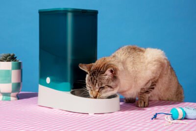 Bebedouro de gato