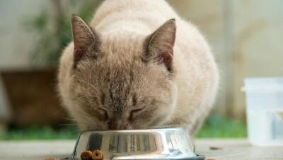 Gato comendo ração