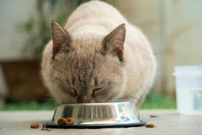 Gato comendo ração