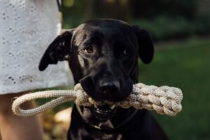 Como identificar se um brinquedo para cachorro é de qualidade?