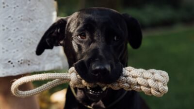 Como identificar se um brinquedo para cachorro é de qualidade?
