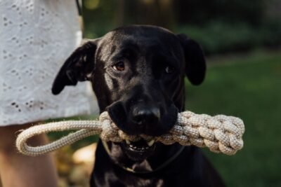 Como identificar se um brinquedo para cachorro é de qualidade?
